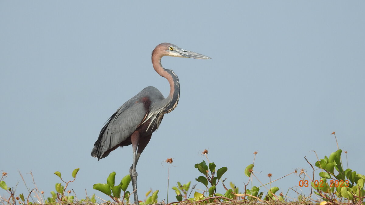 Goliath Heron